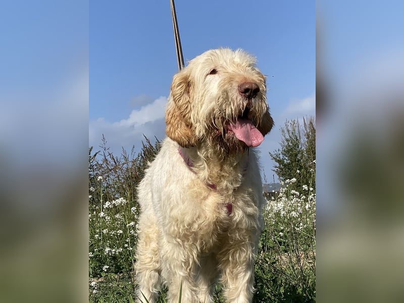 Nelly - Was macht man denn mit einem ausgedienten Jagdhund ?