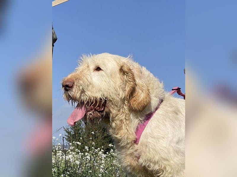 Nelly - Was macht man denn mit einem ausgedienten Jagdhund ?