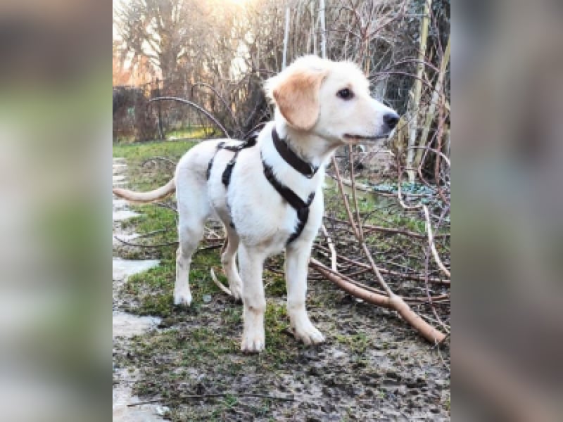 Neve - Drei Nüsse für Aschenbrödel
