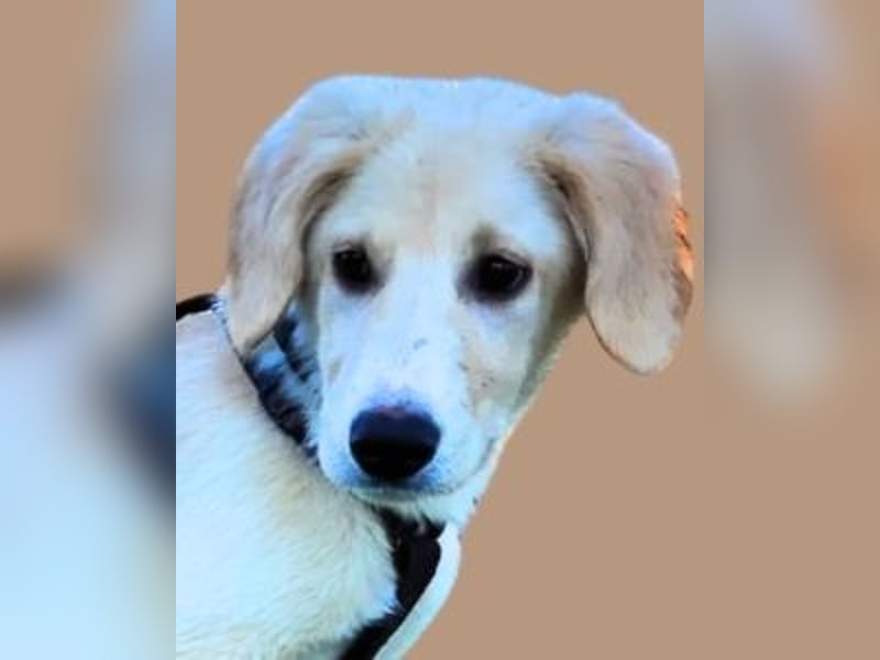 Neve - Drei Nüsse für Aschenbrödel