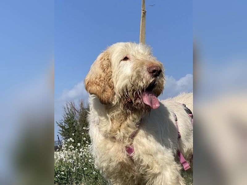 Nelly - Was macht man denn mit einem ausgedienten Jagdhund ?