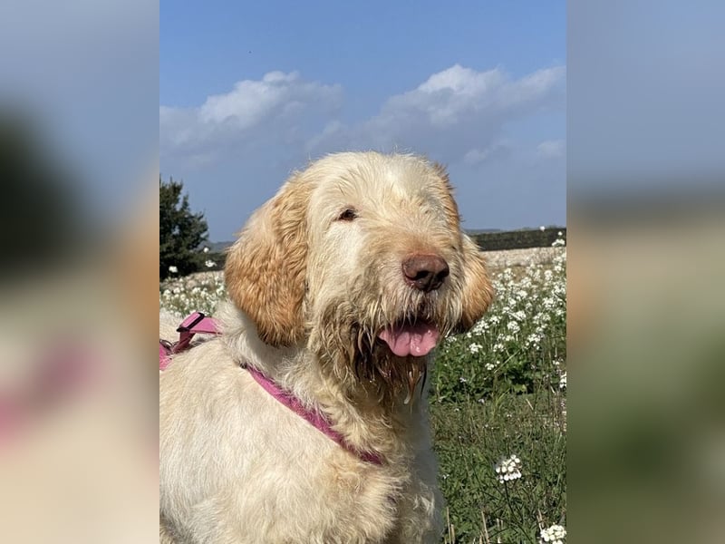 Nelly - Was macht man denn mit einem ausgedienten Jagdhund ?