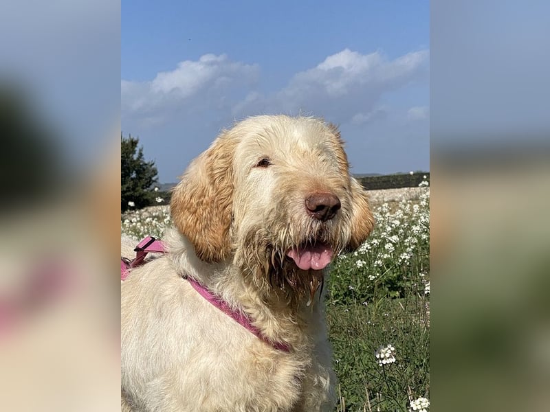 Nelly - Was macht man denn mit einem ausgedienten Jagdhund ?