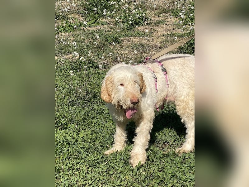 Nelly - Was macht man denn mit einem ausgedienten Jagdhund ?