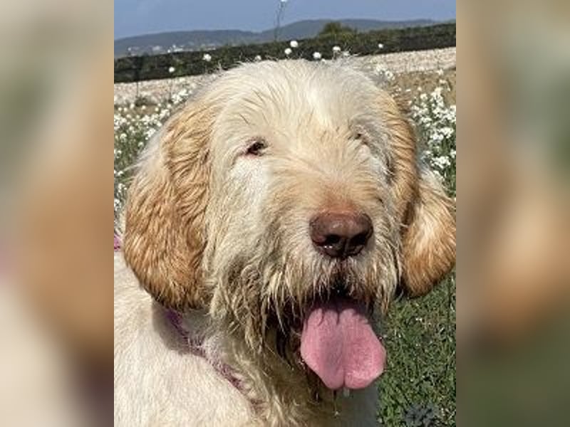 Nelly - Was macht man denn mit einem ausgedienten Jagdhund ?