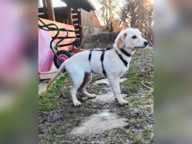 Neve - Drei Nüsse für Aschenbrödel