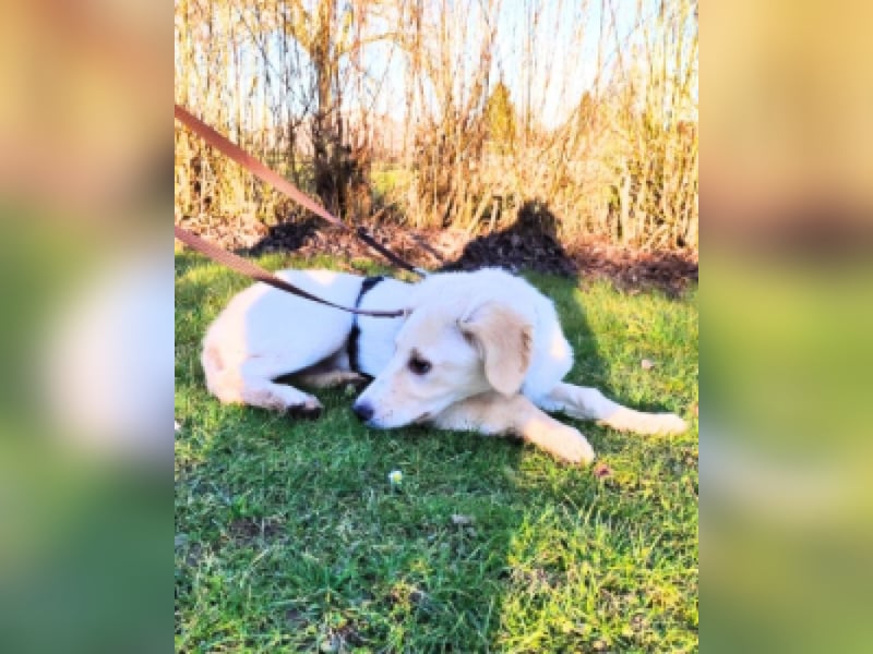 Neve - Drei Nüsse für Aschenbrödel