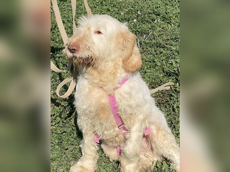 Nelly - Was macht man denn mit einem ausgedienten Jagdhund ?