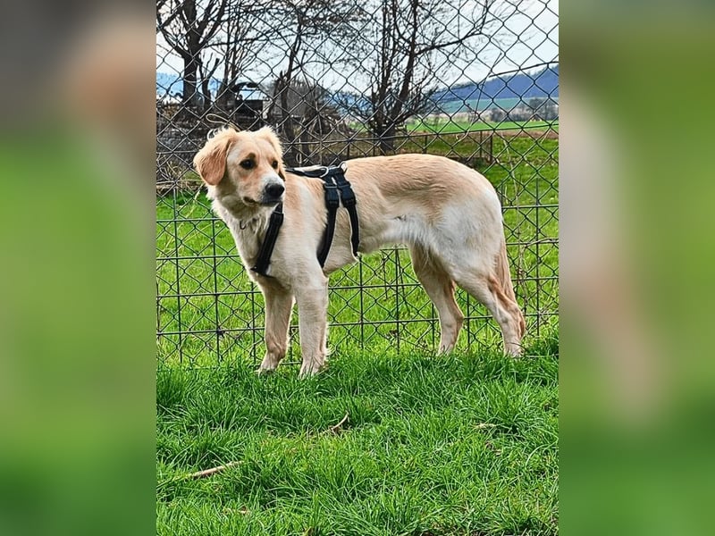 Neve - vorsichtig, anhänglich und bereit zu vertrauen