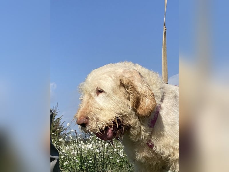 Nelly - Was macht man denn mit einem ausgedienten Jagdhund ?