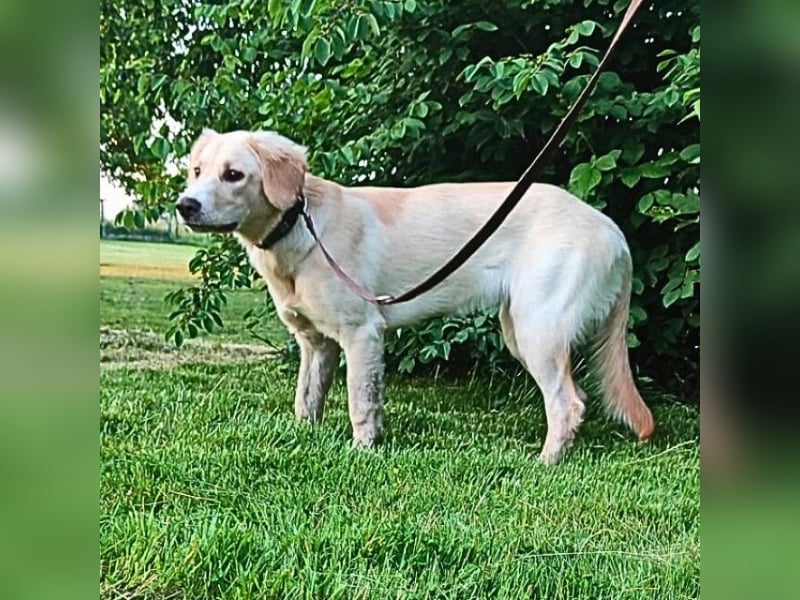 Neve - Drei Nüsse für Aschenbrödel