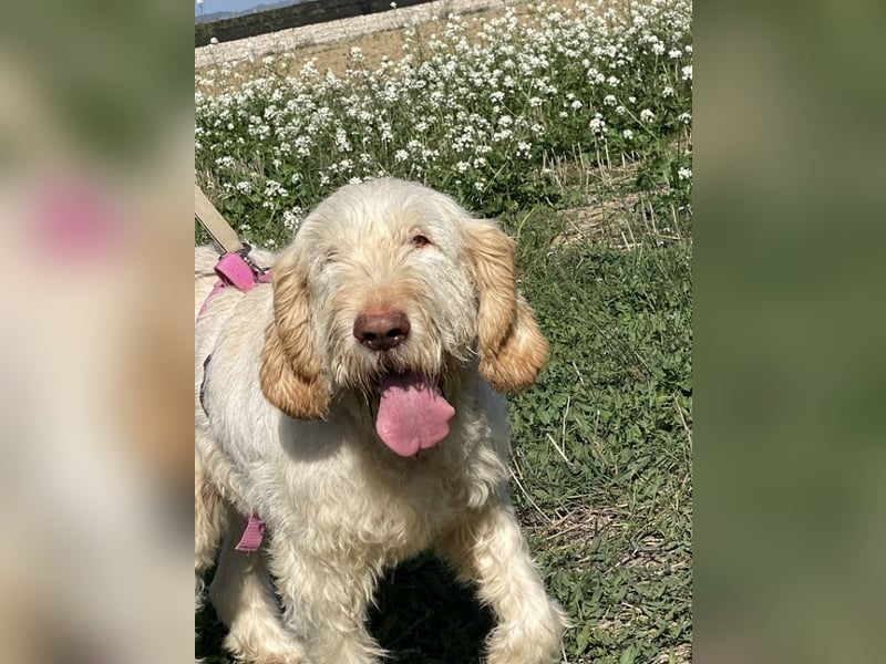 Nelly - Was macht man denn mit einem ausgedienten Jagdhund ?