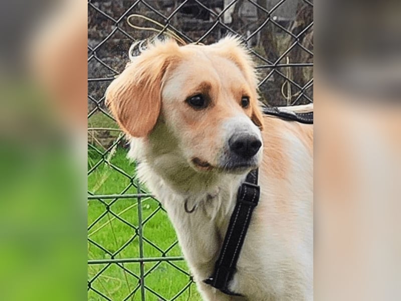 Neve - vorsichtig, anhänglich und bereit zu vertrauen