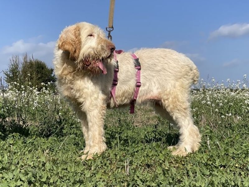 Nelly - Was macht man denn mit einem ausgedienten Jagdhund ?