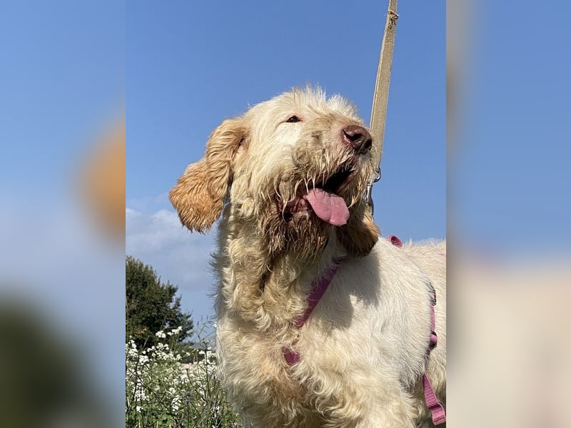 Nelly - Was macht man denn mit einem ausgedienten Jagdhund ?