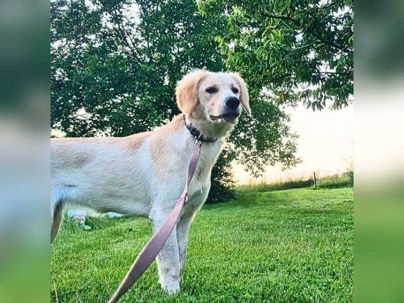 Neve - Drei Nüsse für Aschenbrödel