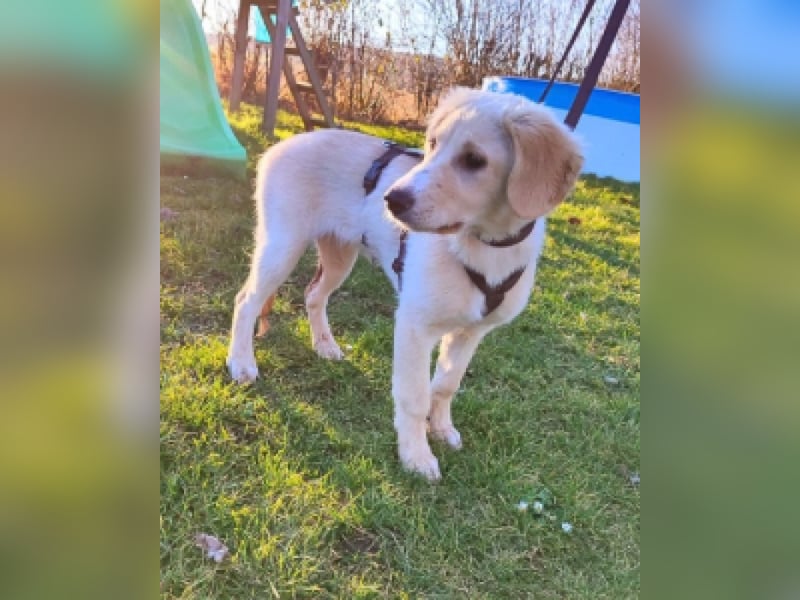 Neve - vorsichtig, anhänglich und bereit zu vertrauen