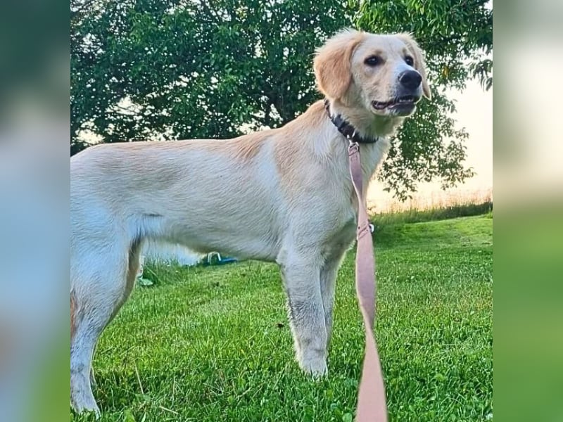 Neve - Drei Nüsse für Aschenbrödel