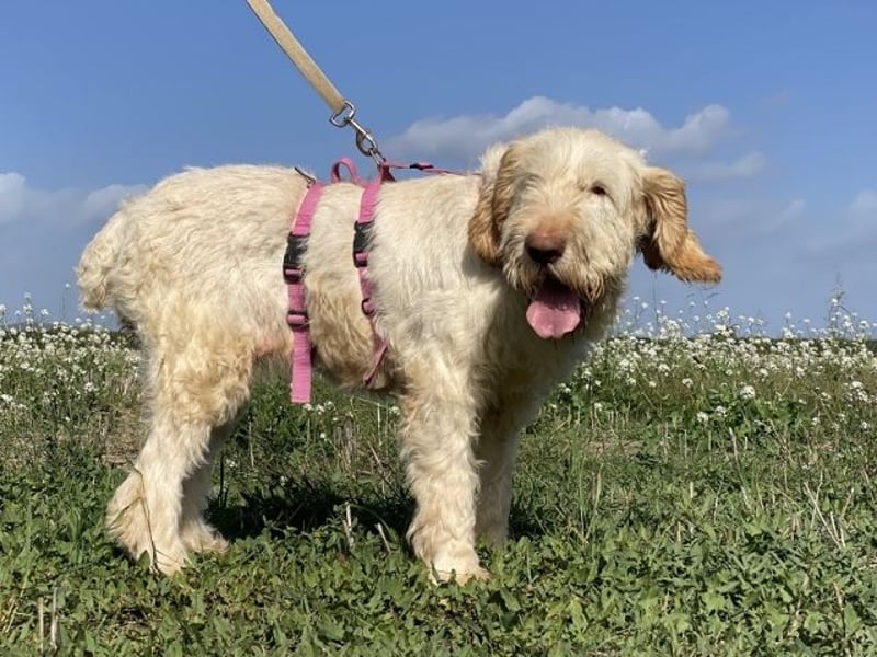 Nelly - Was macht man denn mit einem ausgedienten Jagdhund ?