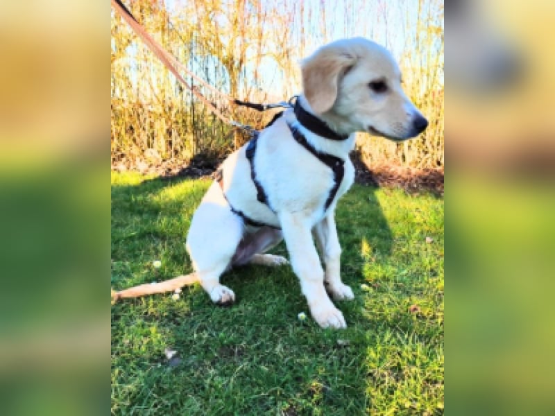 Neve - Drei Nüsse für Aschenbrödel