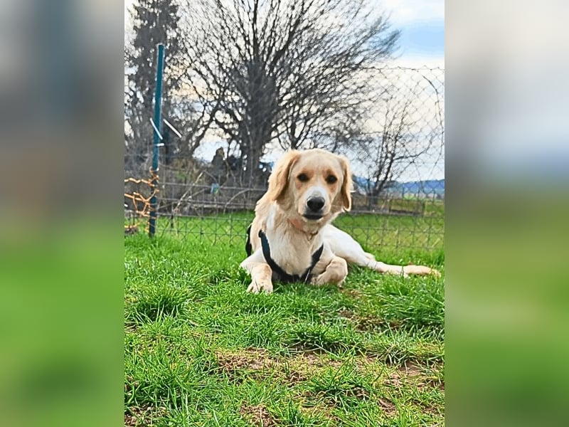 Neve - vorsichtig, anhänglich und bereit zu vertrauen