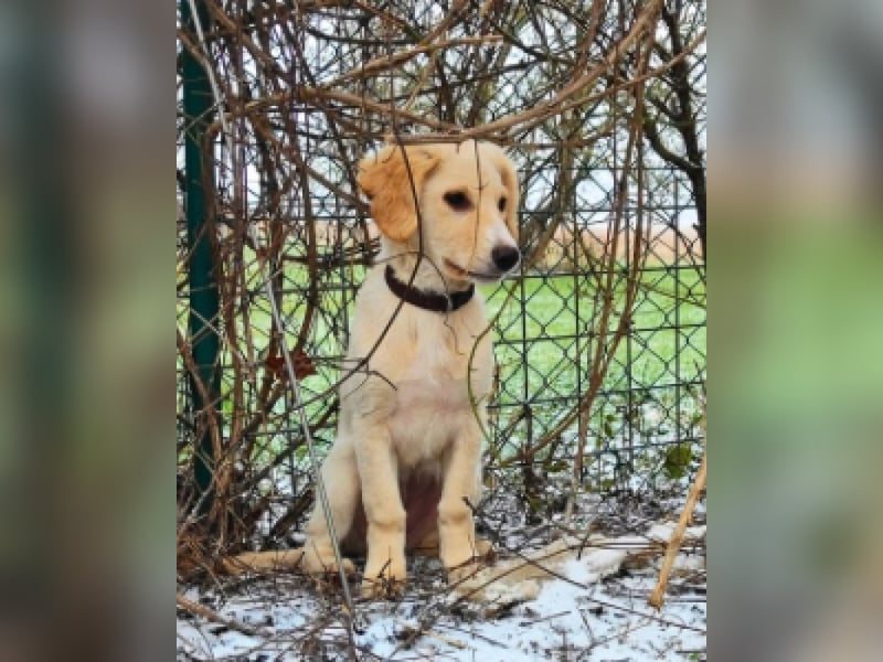 Neve - Drei Nüsse für Aschenbrödel