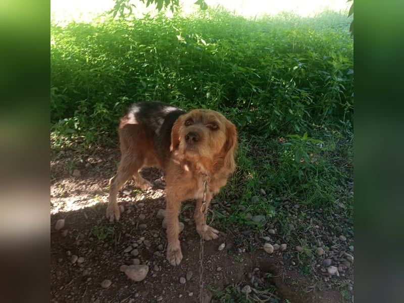 Rocky - endlich von der Kette befreit, möchte er jetzt bitte Familienhund werden