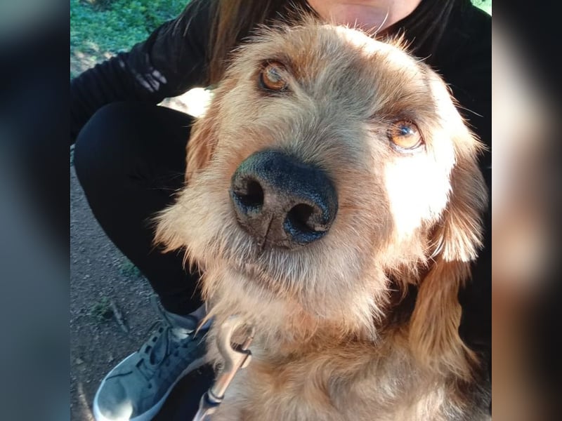 Rocky - endlich von der Kette befreit, möchte er jetzt bitte Familienhund werden