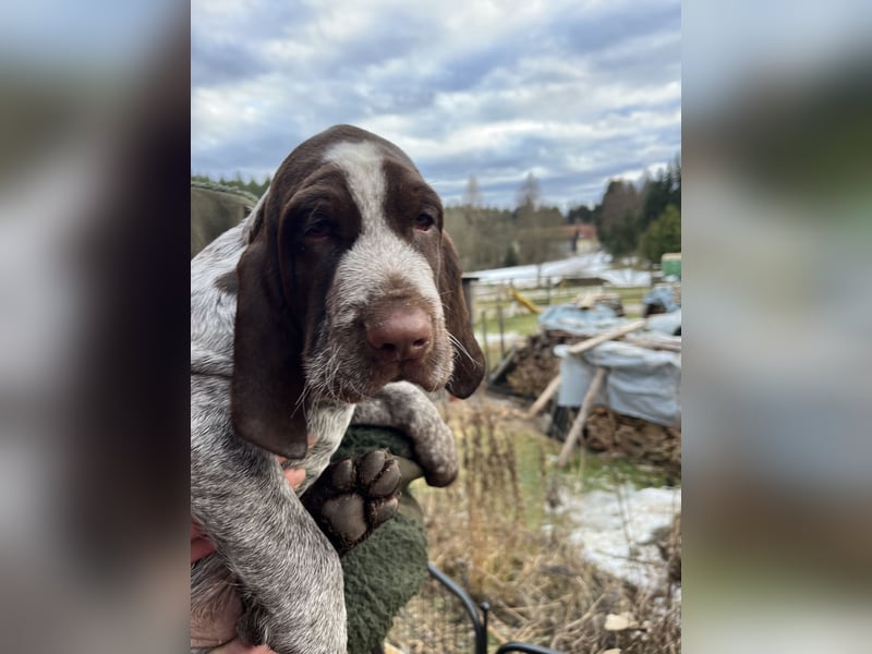 Spinone Italiano