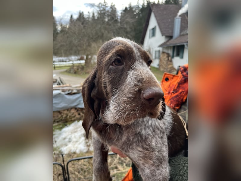 Spinone Italiano