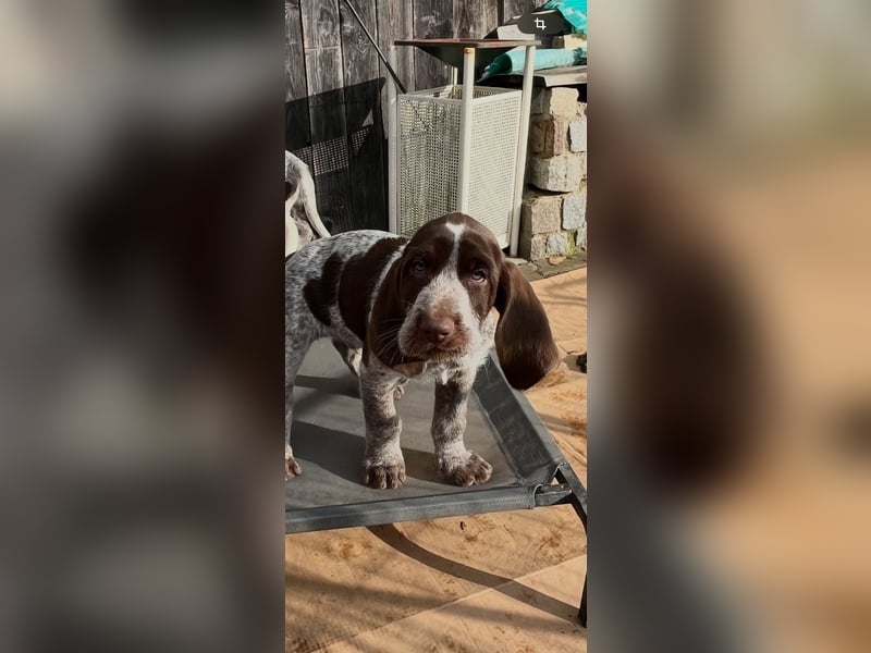 Spinone Italiano