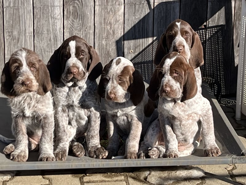 Spinone Italiano