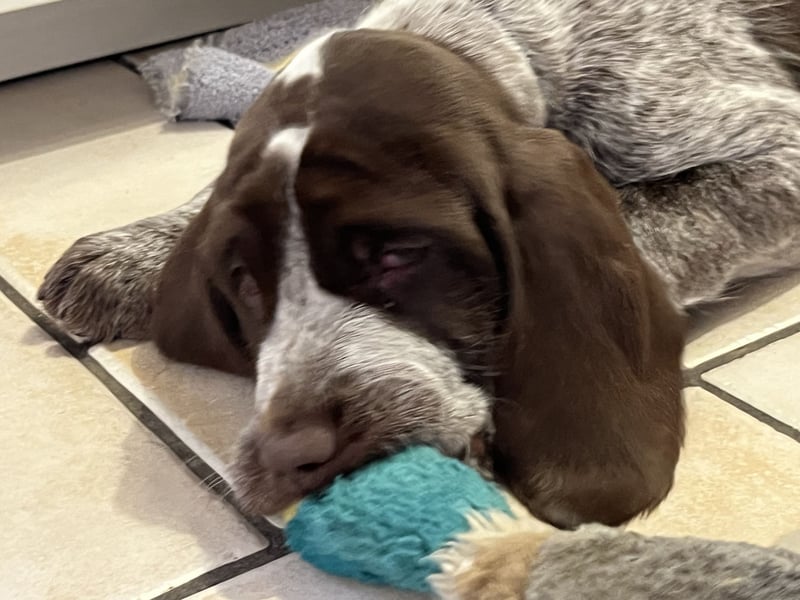 Spinone Italiano