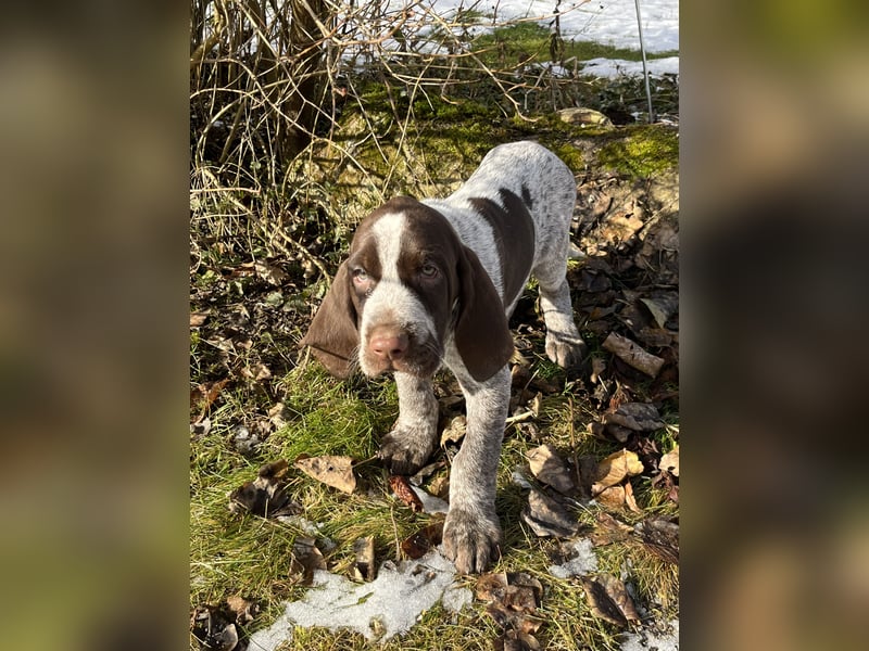 Spinone Italiano