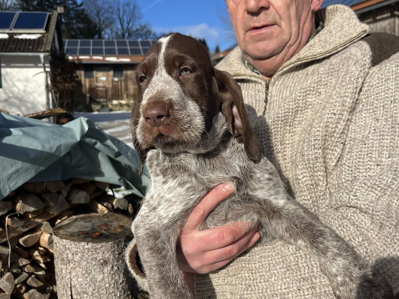 Spinone Italiano