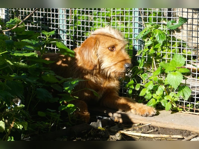 Pippo sucht ein neues Zuhause