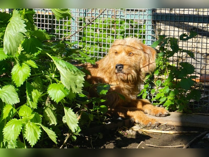 Pippo sucht ein neues Zuhause