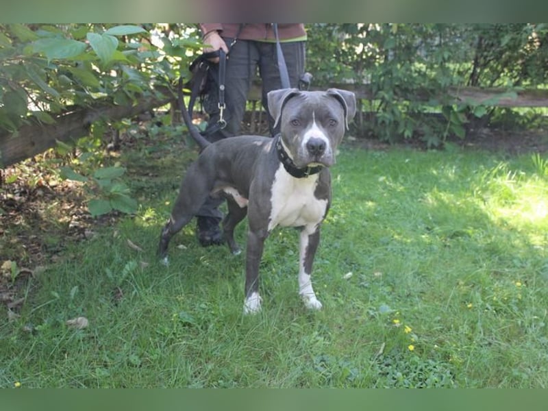 Bruno, Staffordshire Terrier, geb. 2023, junger, sportlicher Rüde sucht Zuhause