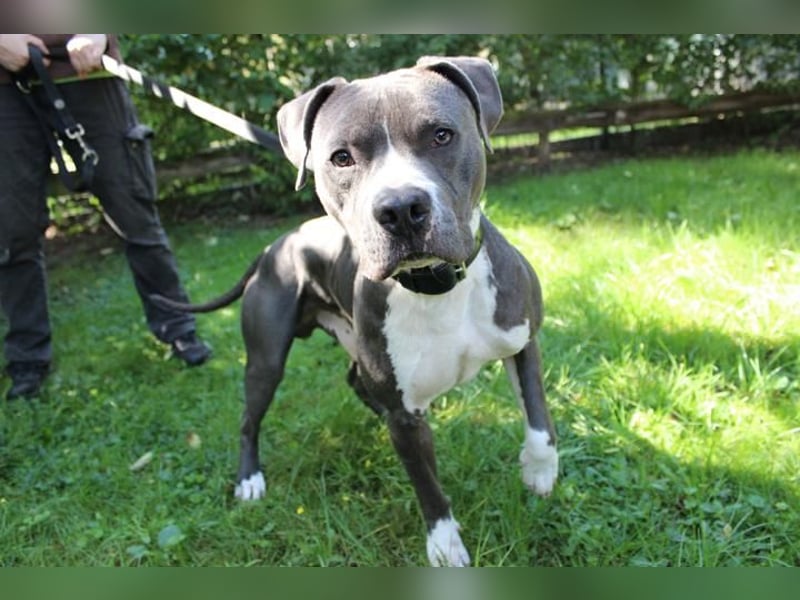 Bruno, Staffordshire Terrier, geb. 2023, junger, sportlicher Rüde sucht Zuhause