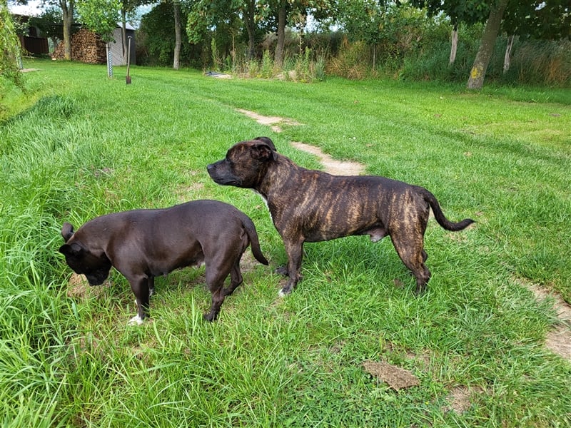 Staffordshire Bull Terrier Welpen