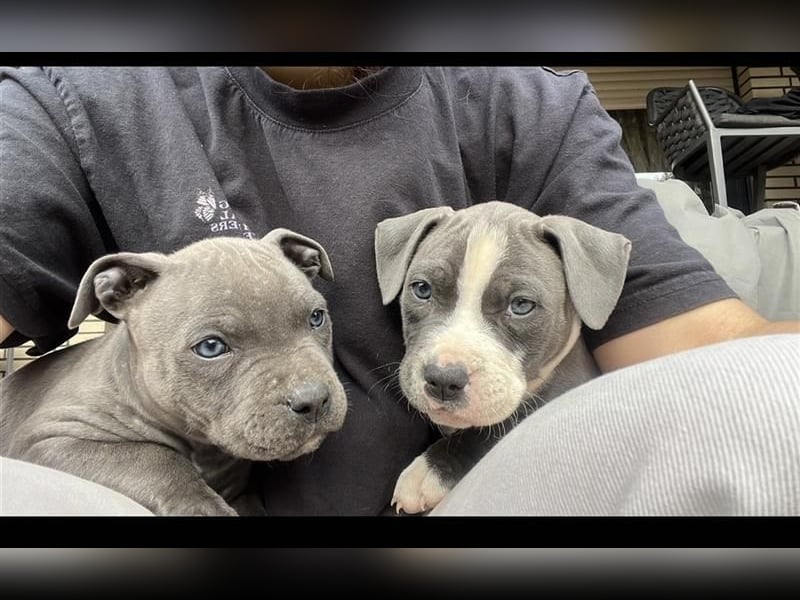 Am.Staffordshire Terrier