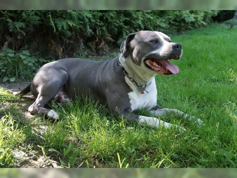 Staffordshire Bullterrier