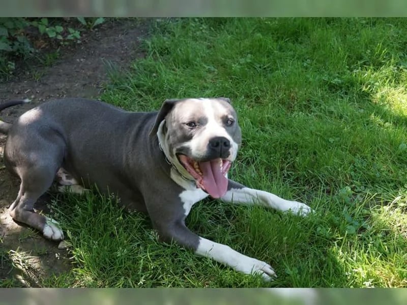 Staffordshire Bullterrier