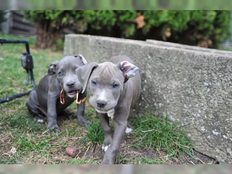 Staffordshire Bullterrier