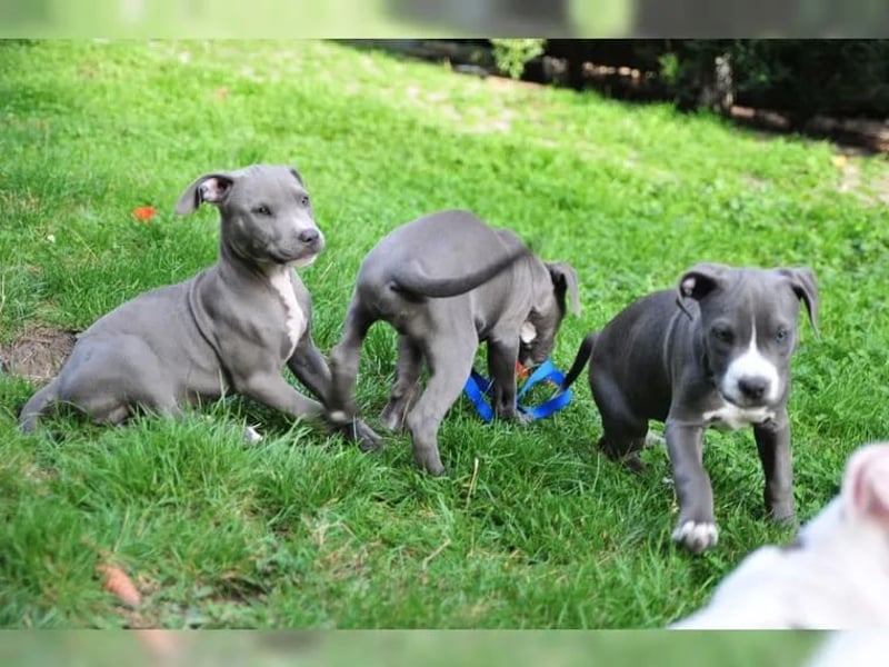 Staffordshire Bullterrier