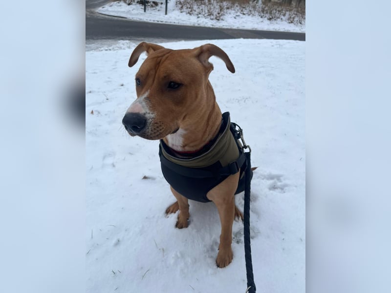 Liebevolle Fellnase sucht ein für immer zu Hause