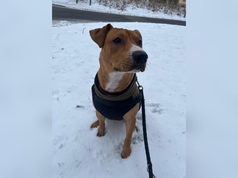 Liebevolle Fellnase sucht ein für immer zu Hause