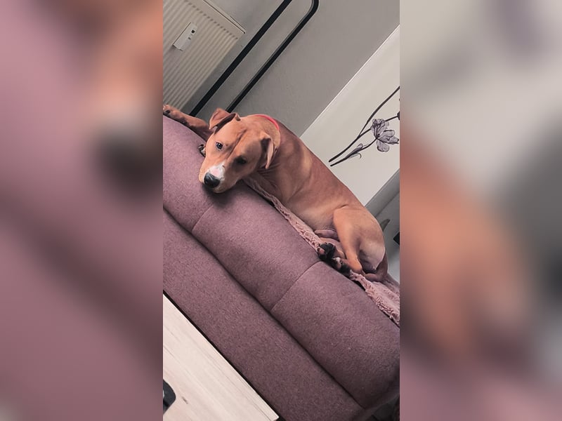 Liebevolle Fellnase sucht ein für immer zu Hause