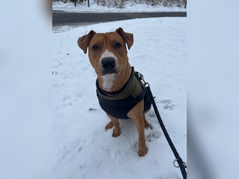 Liebevolle Fellnase sucht ein für immer zu Hause