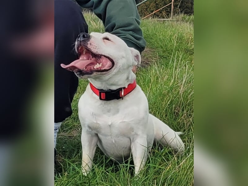 STAFFORDSHIRE BULLTERRIER